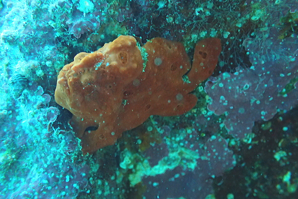お魚パラダイスを満喫したマンツーマンダイブ