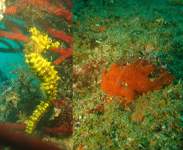 黄色く可愛らしいオオウミウマとイロカエルアンコウ
