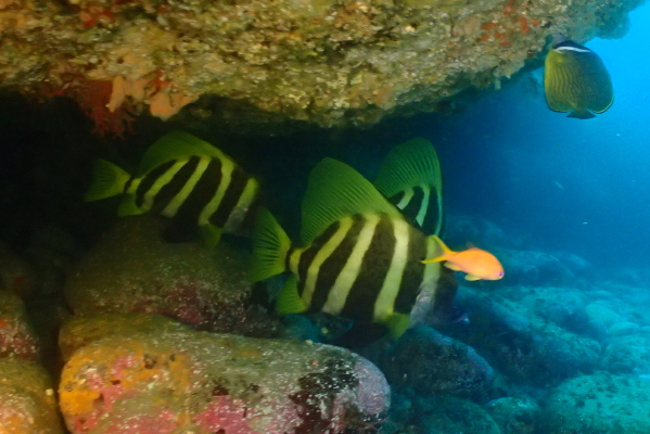 雲見で見られたテングダイやカラフルな魚たち