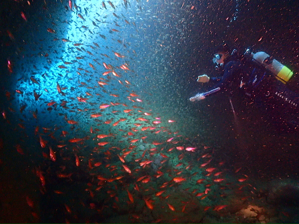 洞窟の出口で群れるイシモチなど圧倒的な魚の大群