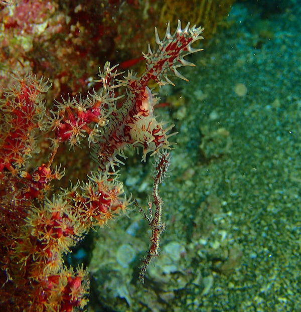 朝イチのクリアな海で撮影したレアなマクロ生物たち