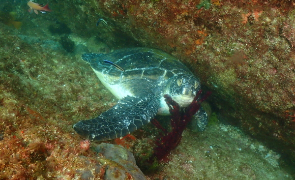 岩の隙間でお昼寝しているアオウミガメ