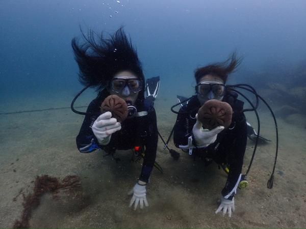 海底でタコノマクラを見つけて観察する様子