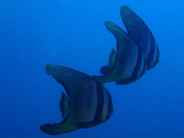西伊豆・雲見の洞窟に差し込む美しい光芒と魚群