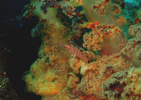 雲見の海で見られる網目模様が可愛らしいクダゴンベ（マクロ生物）