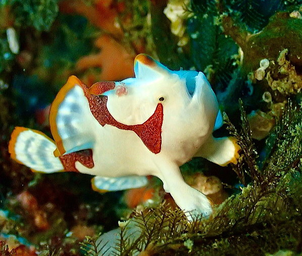 雲見の湾内でマクロ生物を探す様子