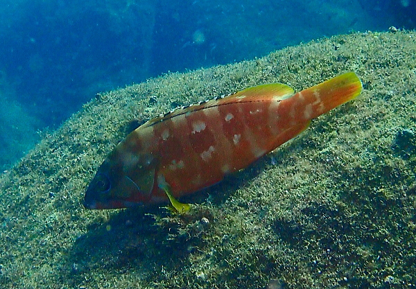 岩の上のアカハタや亀裂の間のウツボなど多様な海の生物