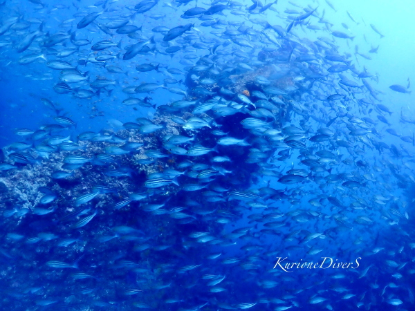 フト根は潮の入り方で群れ方が全然違う