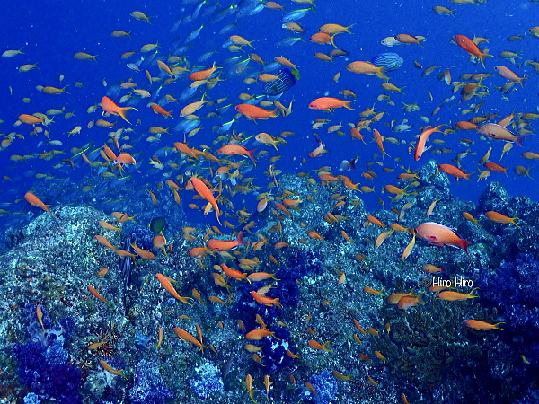フト根を埋め尽くすキンギョハナダイの群れ