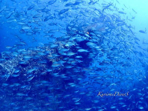 湧き上がるイサキの群れと回遊魚のチェイス