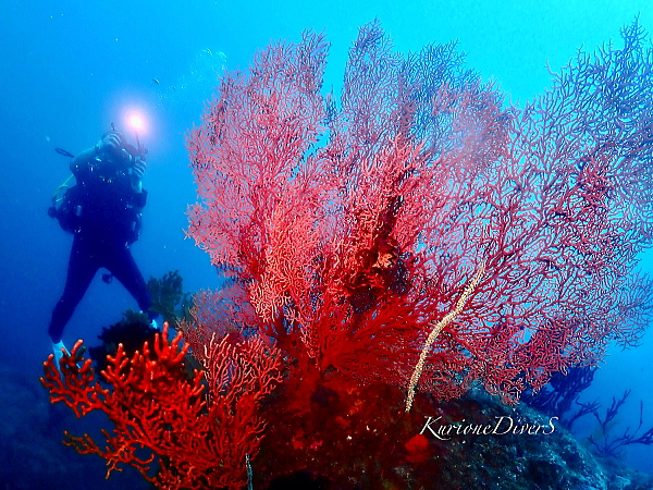 田子島のハードコーラル