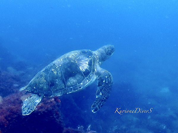 田子島のアオウミガメ