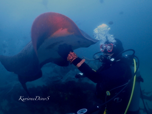 サメの群れの中を潜るダイバー。クリオネダイバーズの安心ガイド